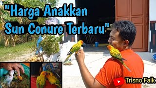 Harga Baby Sun Conure di Daerah Kudus