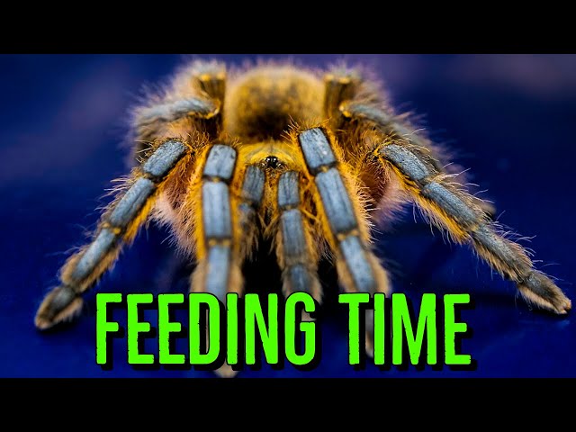 Feeding FAST Spiders u0026 Tarantulas! class=