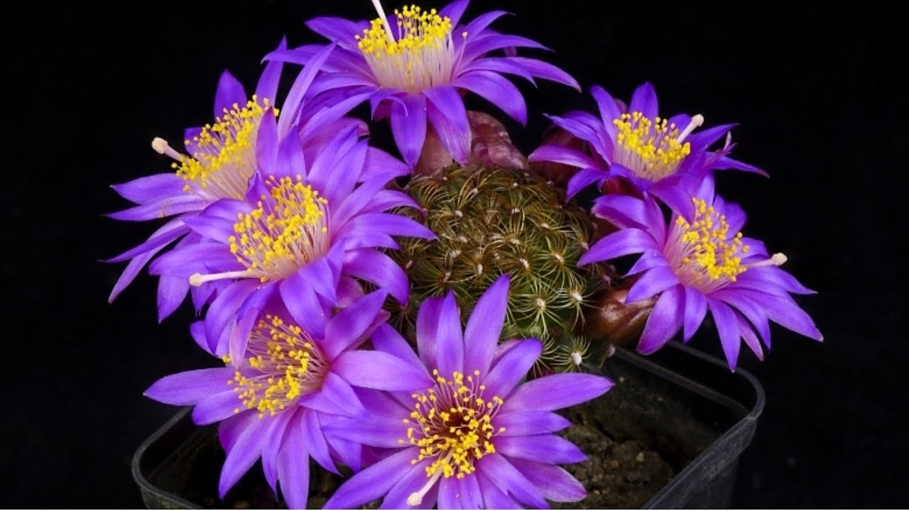 30 ESPÉCIES DE CACTOS DE FLORES INCRÍVEIS! - thptnganamst.edu.vn