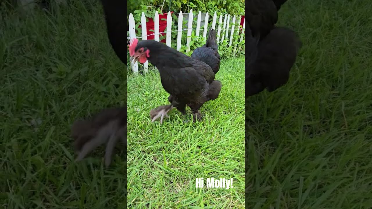 My HOA Said This Chicken Was A Nuisance To The Community Based On Crazy Neighbor