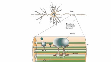 The Neuron | Foundations Part 2
