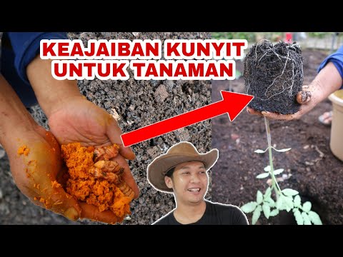 Video: Cara menanam sebaldi kentang dari satu belukar. Cara terbaik untuk meningkatkan hasil anda