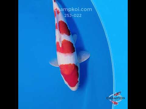 25J-022: 40cm Ogata Kohaku | ChampKoi - Champion Nishikigoi