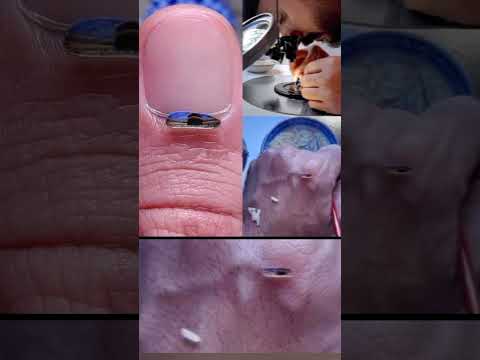 رسم الكعبة المشرفة على حبة ارز Shorts