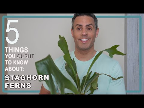 Video: Staghorn Ormbunkssjuka Symtom - Tips för att hantera sjuka Staghorn Ferns