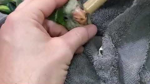 how to hand feed a baby quaker parrot