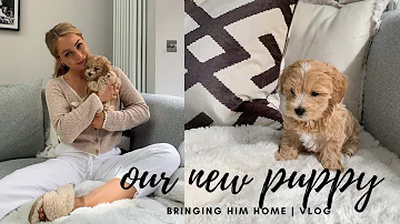 How big will a Toy Maltipoo get?