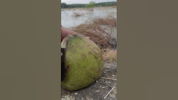 unique coconut cutting skills by the river view #coconut #asmr #satisfying #viral #relaxing