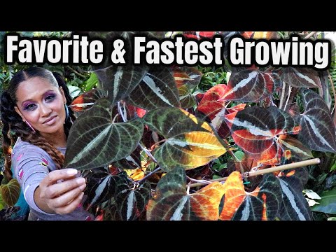 Vidéo: Dioscorea Multicolore