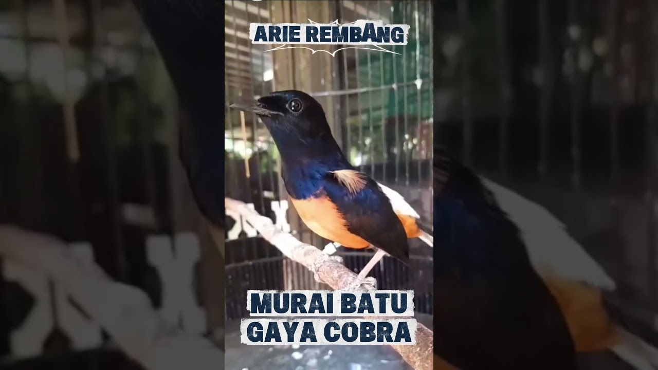 MURAI BATU GACOR GAYA COBRA