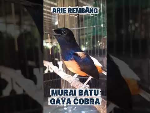 MURAI BATU GACOR GAYA COBRA