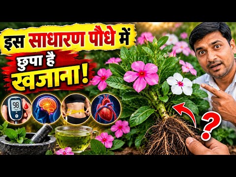 The Hidden Secret of the Periwinkle Plant! 😱 You'll Be Shocked by the Benefits | Periwinkle Plant...