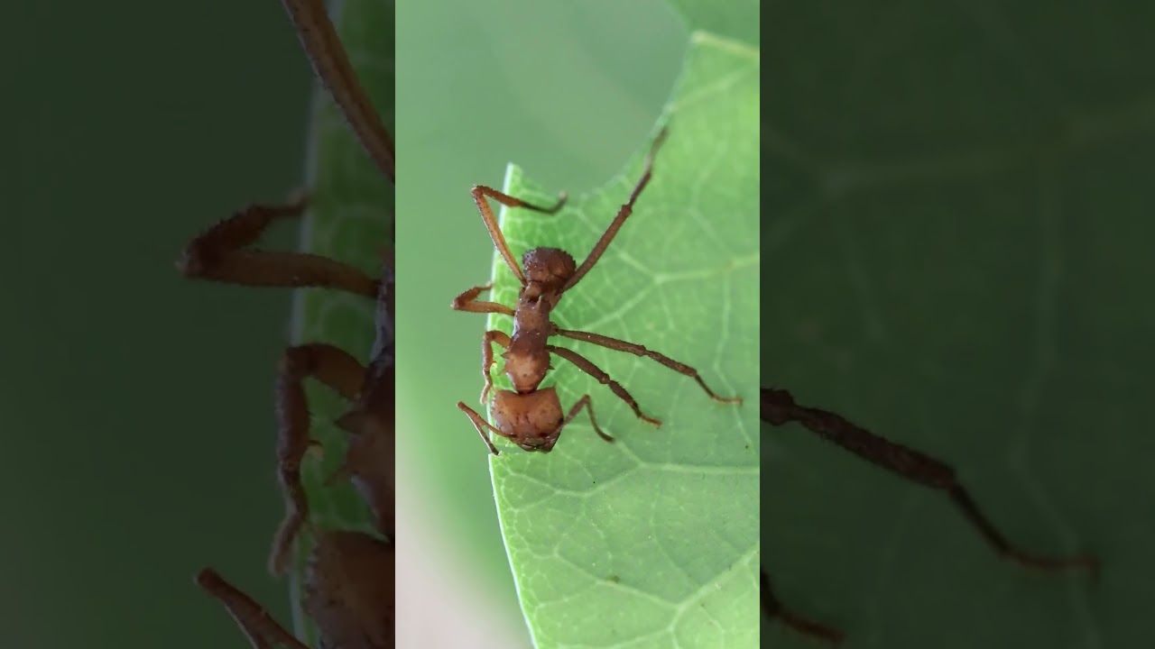 🍃 El increíble proceso de las hormigas cortadoras de hojas