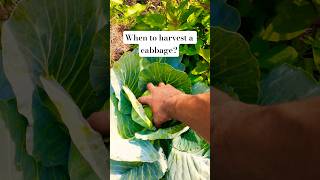 Do you know when to harvest a cabbage?