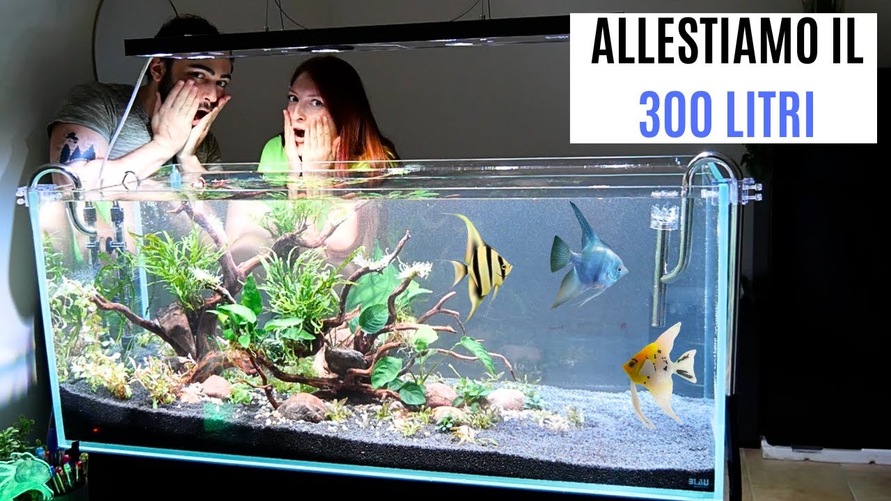 Conchiglia Ariel TSQZE Decorazione Naturale Con Piccole Stelle Marine, 100 Conchiglie, Stelle Marine, Decorazione Per Feste A Tema Spiaggia, Decorazione Per La Casa, Fai Da Te, Decorazione Per Acquario Mare Coralli