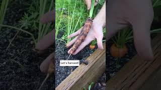 What is the best soil for carrots? Let’s find out! #garden #gardeningadvice