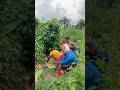 #newmusic #music #love #afrohouse #nature #newsong #farming #calmdownchallenge #amapianotv
