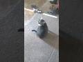Simba Scared Of A Sound Cat Funny Simba Simba Scared Of A Sound Cat Funny Simba