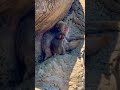 「市川市動植物園のベビーパンチくん、今日も元気いっぱい!」 🐵✨