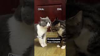 УЮТНЫЙ ДАГОМЫС🌞 ПОГОДА НА СЕГОДНЯ 27.10.25🌴 МЫ СДАЕМ КВАРТИРЫ НА МОРЕ 🐬