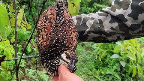 Bẫy Chim Đa Đa Đơn giản không cần chim mồi