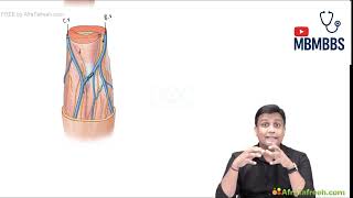 Cubital Fossa Boundaries Contents Upper Limb By Dr Azam