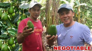 AVOCADO FARM VISIT *NEGOTIABLE* | Biyaherong Batangueno