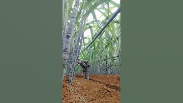 Sugarcane Farming #satisfying #shortsvideo