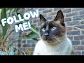 Everything a Siamese Cat gets up to in a day | play time, nap time and treats