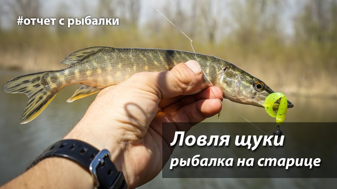 Рыбалка волга старица