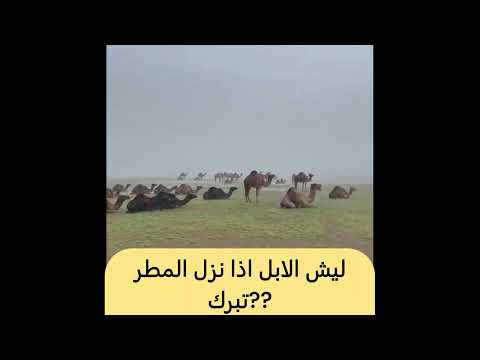 ليش الابل اذا نزل المطر تبرك السعودية السعوديه