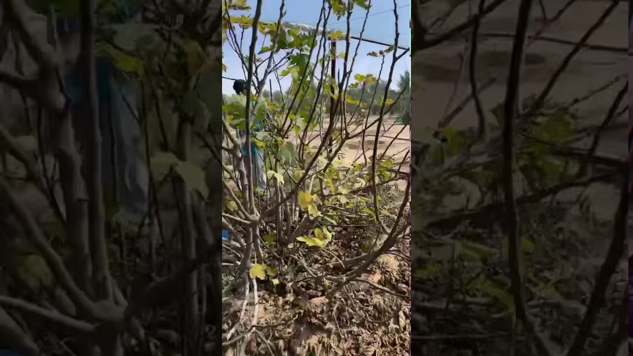 تقليم التين وزرع العقل