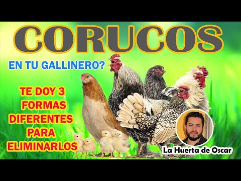 CORUCOS EN TU GALLINERO? (COMO ELIMINARLOS) hqdefault