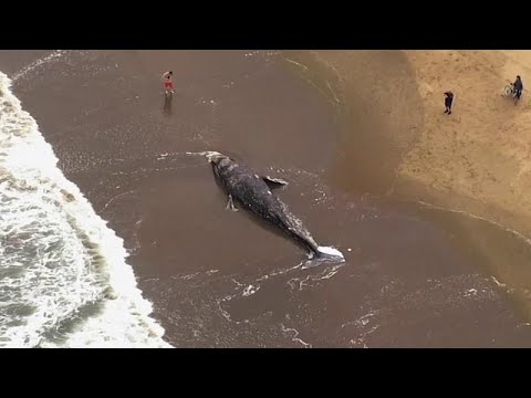 Vídeo: Ballenas Grises Lavando En La Bahía De San Francisco
