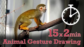 Animal Drawing References #109  15x2min poses  Squirrel Monkey