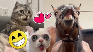 Funny animals videos  Pets fail videos.
