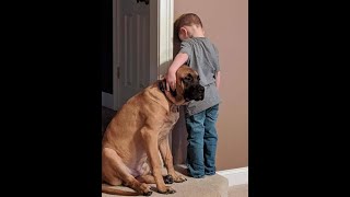 We are punished!  Funny video with dogs, cats and kittens!