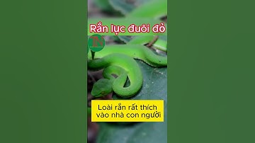 Rắn Lục Đuôi Đỏ Rất Ưu Thích Vào Nhà Con Người #shorts #rắn  #dietcontrungtannguyen #rắnđộc