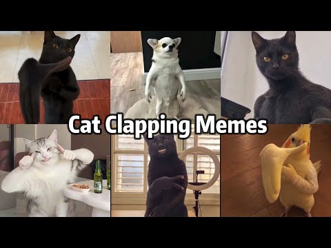 Cat  Clapping Hand Meme