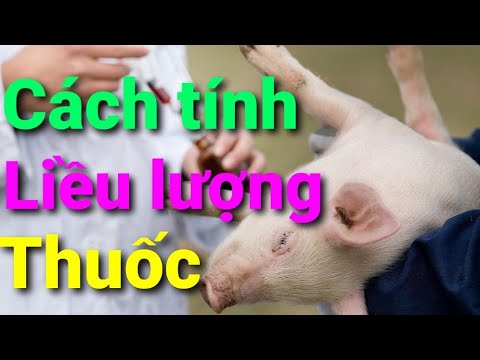 Video: Cách Tính Liều Amoxicillin Cho Chó