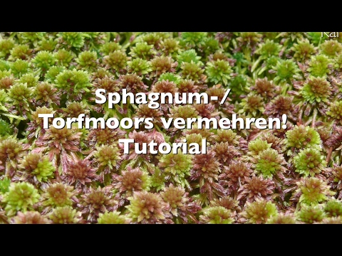 Sphagnum Moos 200 G – Organisches Torfmoos Für Orchideen, Gartenblumen & Terrarien, Mit Gelbsticker Gegen Trauermücken