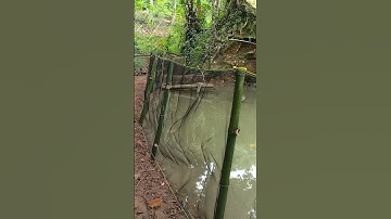 Pakai ini agar kolam ikan anda aman