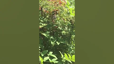 Super Killer Alien Yellow Jacket Bee!