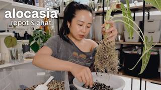 alocasia repot & chat | life updates and my current nightmare situation 😰