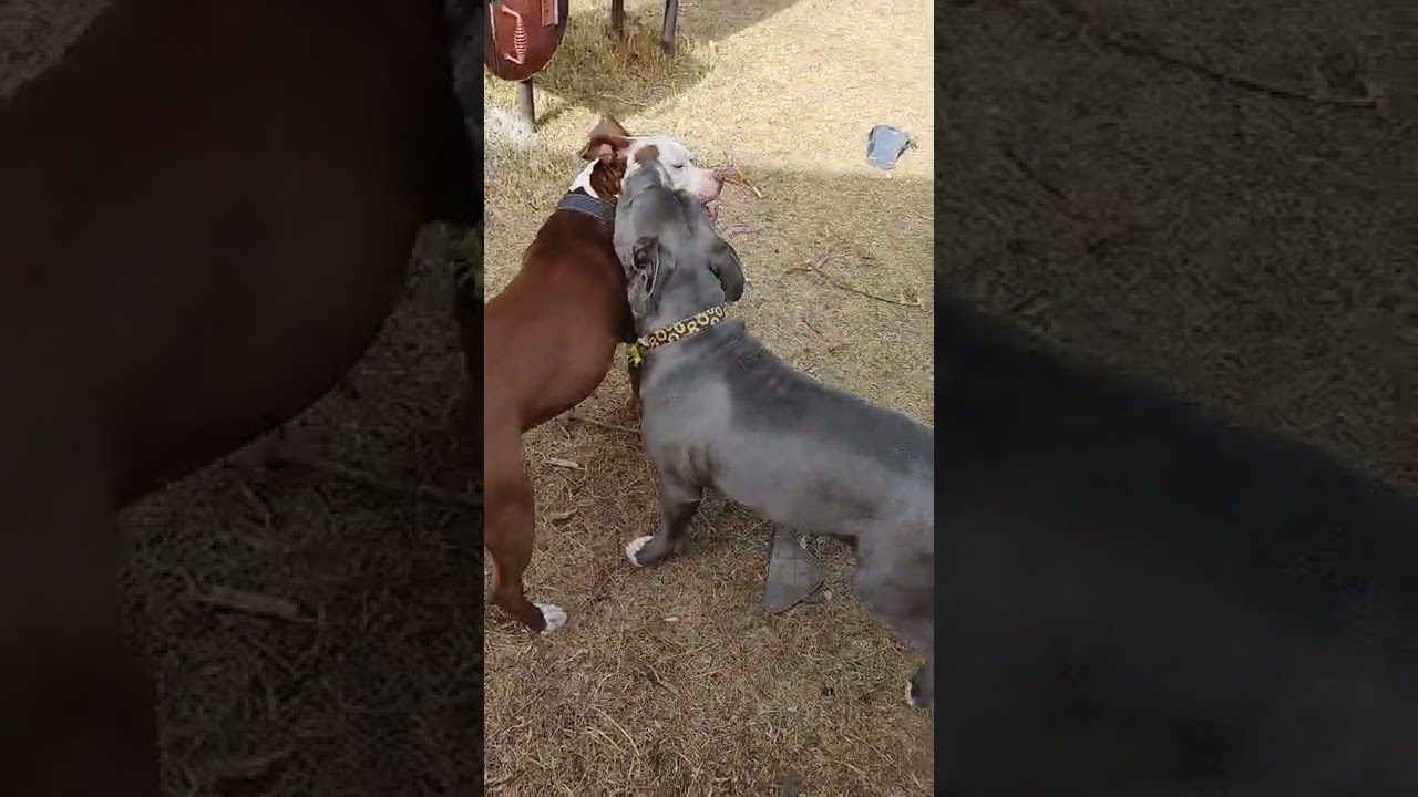 Two dogs, one stick!!!!!!!