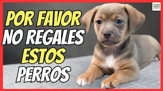 10 RAZAS DE PERROS HIBRIDOS PROBLEMÁTICOS (POMSKY, MALTIPOO, CHIWEENIE, SCHNOODLE)