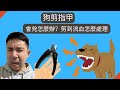 兇狗剪指甲 - 怎麼訓練？流血怎麼辦？