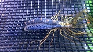 Creepy Moment House Centipede Molts its Exoskeleton