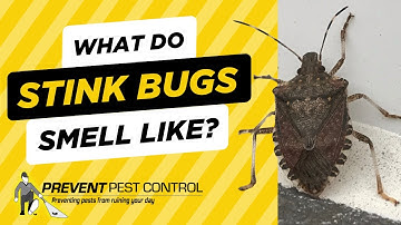 What Do Stink Bugs Smell Like?
