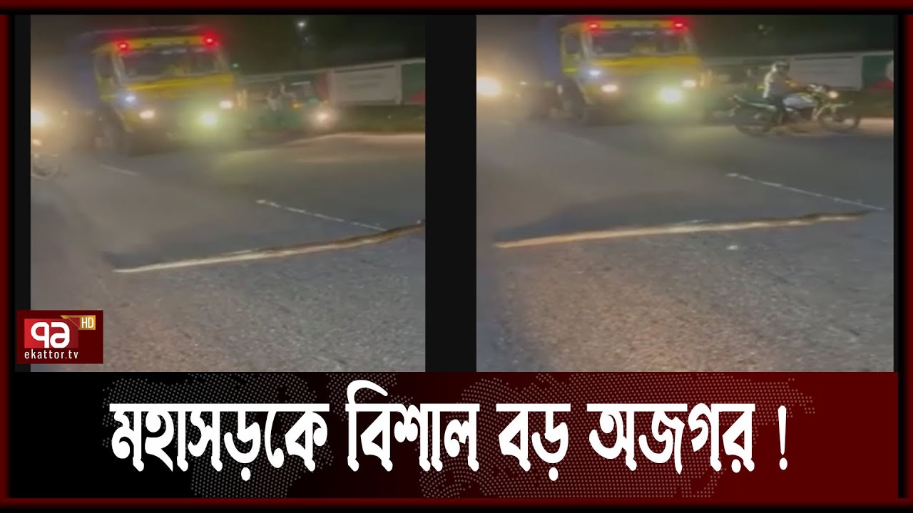 🐍সড়কে বিশাল বড় অজগর দেখে থেমে গেলো যানবাহন ! | Big Python | Sylhet ...